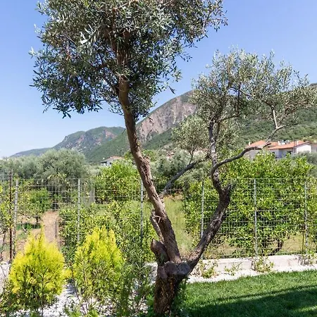 דירות פסאתופירגוס Two Olive Trees מראה חיצוני תמונה